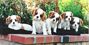5 cute Cavalier King Charles Spaniel puppies