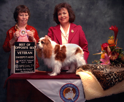 Robbie winning best of opposite sex at the dog show