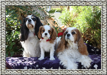 3 cute Cavalier King Charles Spaniels