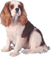 Dolly, a Maifair Cavaliers original