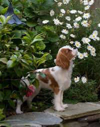 emmonrocks with daisies