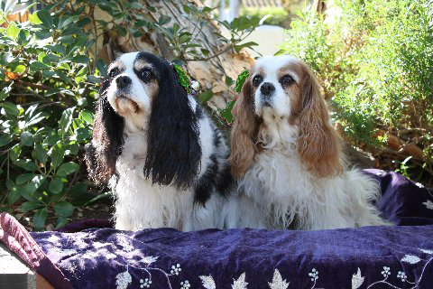 Marlee and Claire two senior Cavaliers