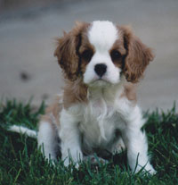 Max the Cavalier puppy