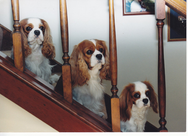 3 cavaliers on the stairway looking through the banister railing