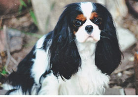 Teeny, on of our tri color Cavaliers