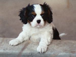 Tennie a tri color Cavalier