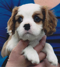 Tippi as a puppy